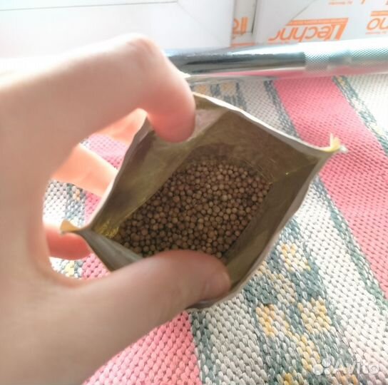 Семена кинзы