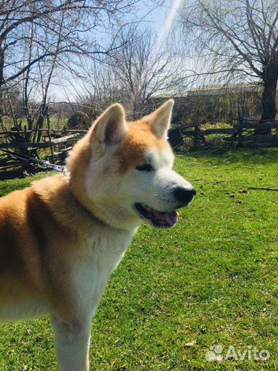 Акита ину вязка