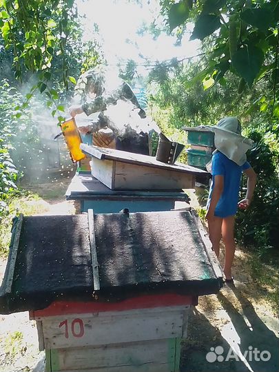 Пчелы с ульями