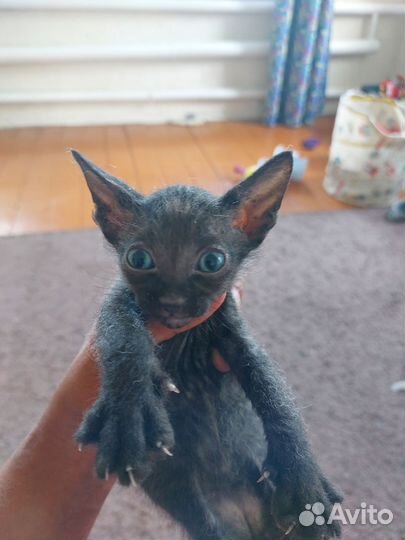 Донской сфинкс кошка