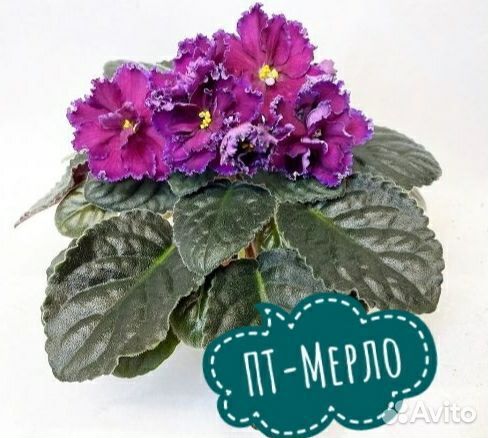 Сортовые фиалки