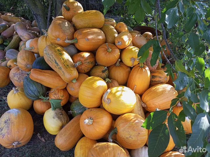 Тыква кормовая