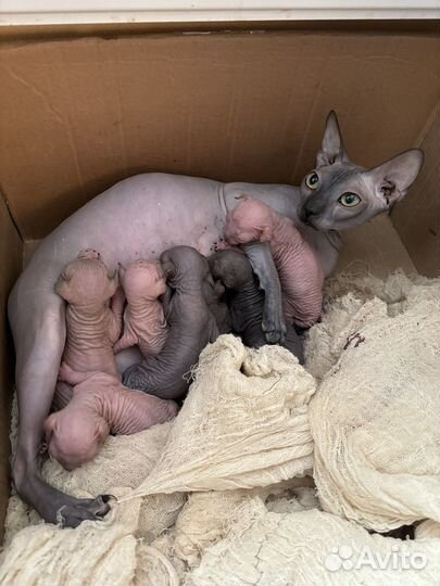 Канадский сфинкс