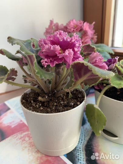 Фиалки сенполии сортовые цветущие