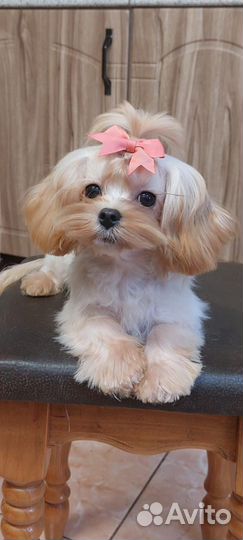 Мальтипу f1 мини девочка