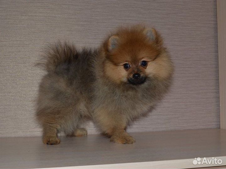 Щенок мини шпица