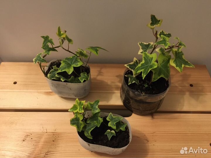 Плющ хедера вариегатный