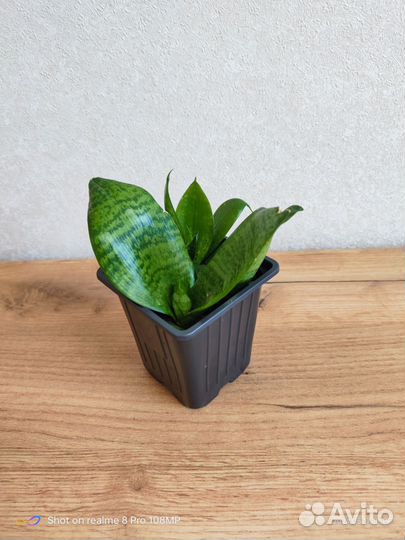 Сансевиерия