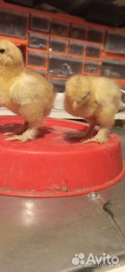 Цыплята Брама Палевая