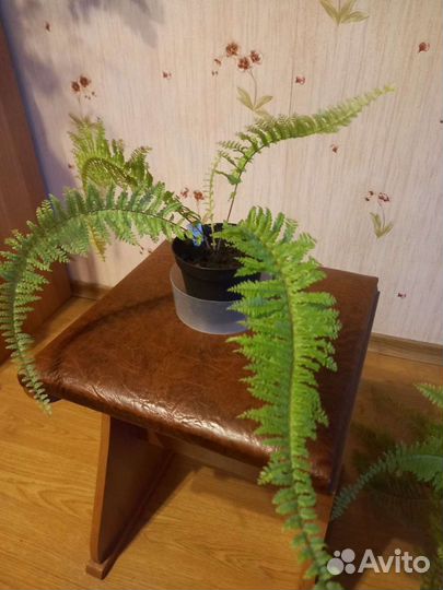 Nephrolepis exaltata cv Blonde Rita's Gold