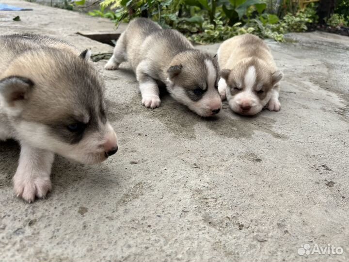 Щенки хаски