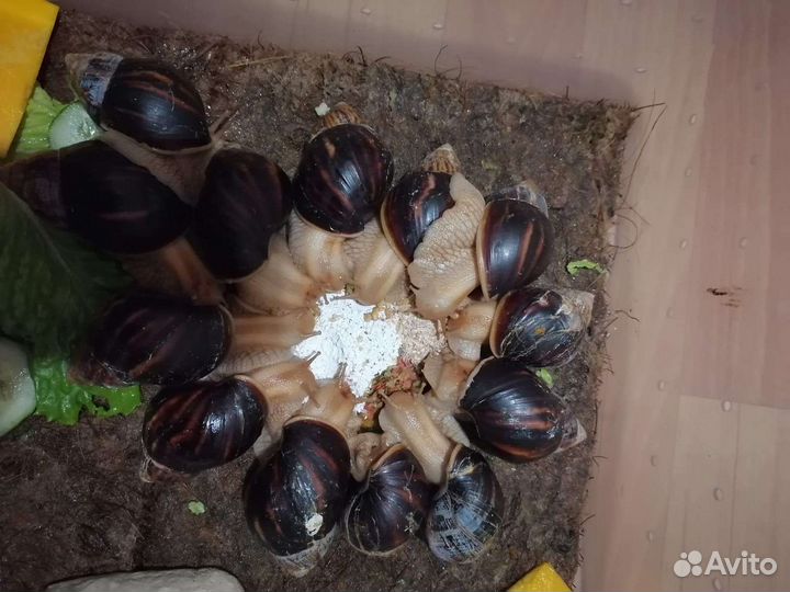 Улитки Ахатины (улитята)