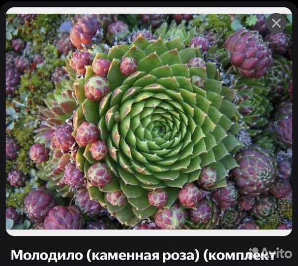 Молодило каменная роза