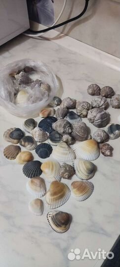 Морские ракушки раковины