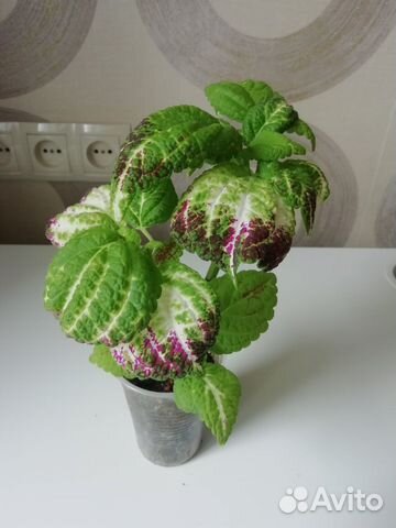 Колеус аватар,бегония Черный Вельвет