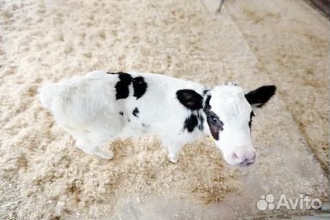 Телята с огромным выбором