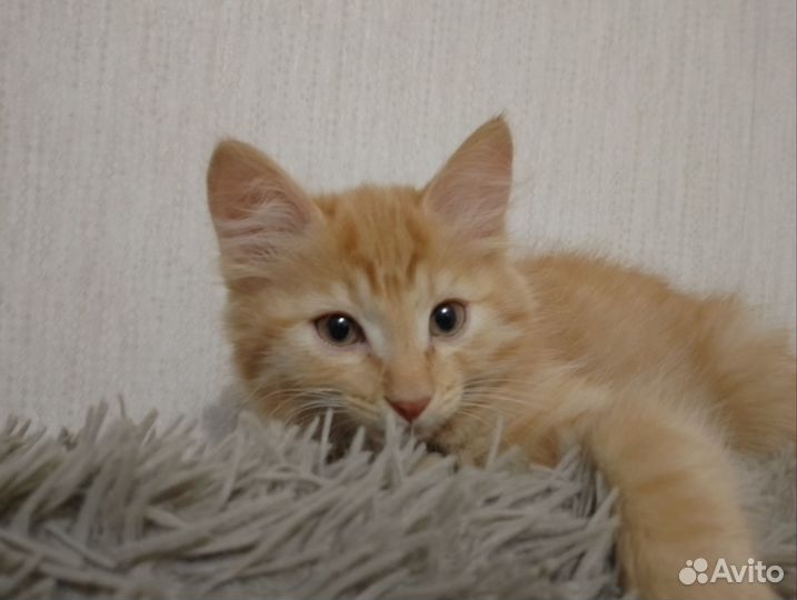 Кошка в дар