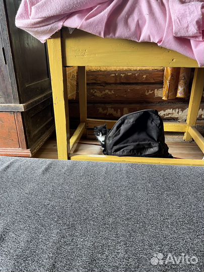 Котенок бесплатно мальчик