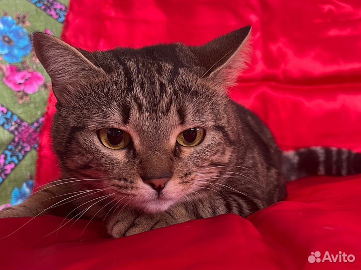 Кошечка Элис