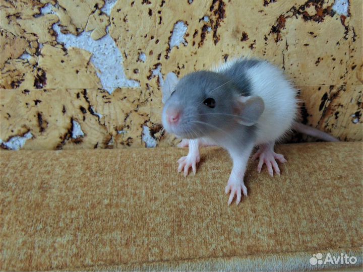 Крысы, крысята - дамбо, стандарт. клетки. гамак
