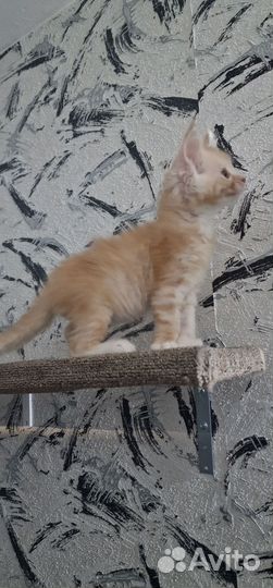 Котята мейн-кун