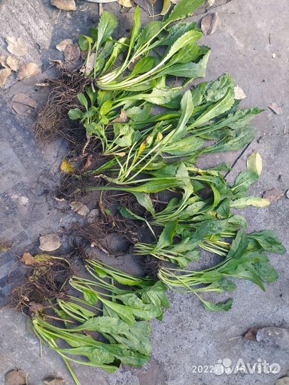 Рассада ромашки (крупная)