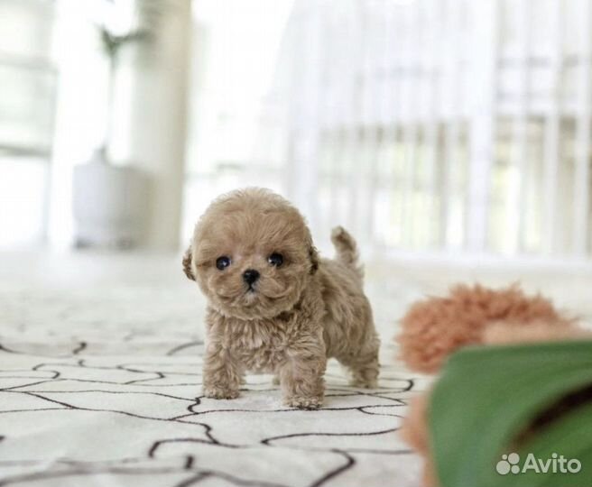 Микро мальтипу эксклюзив f1