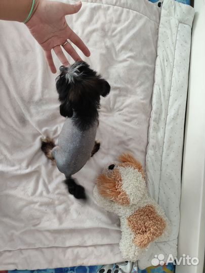 Мальчики Мини