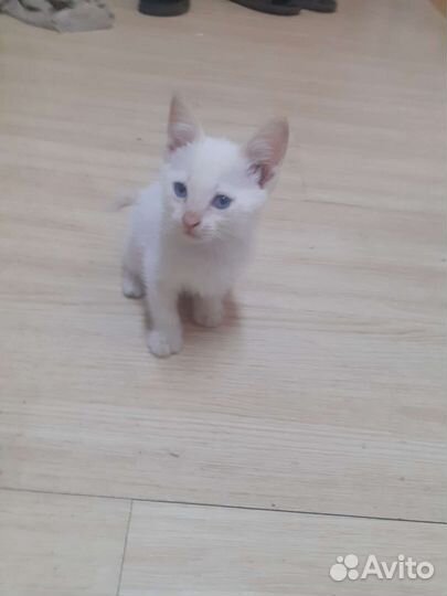 Кошки бесплатно