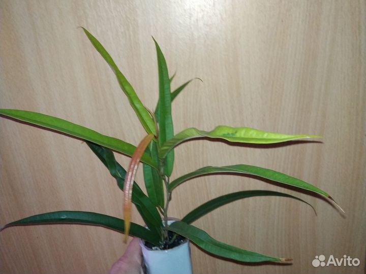 Фикус Амстел голд