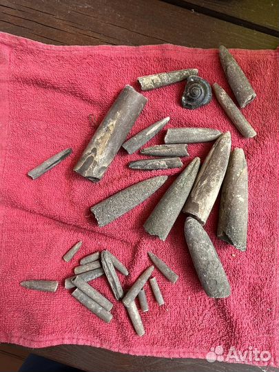 Белемниты чертовые пальцы