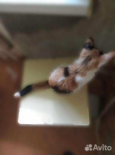 Это кошечка, а не морская свинка