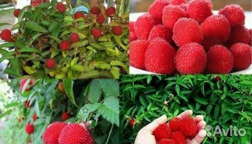 Тибетская малина