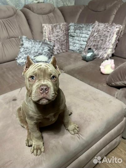 Щенок Американский Булли (Омск)