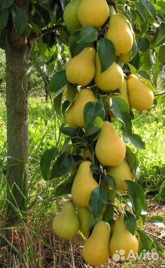 Саженцы колоновидной груши Декора