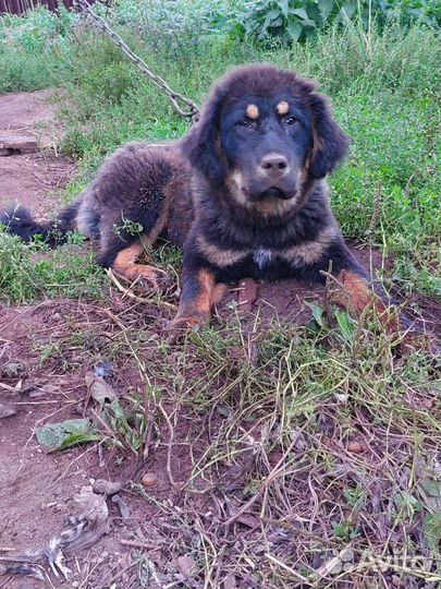 Тибетский мастиф