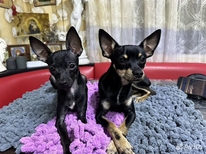 Продам тойчиков