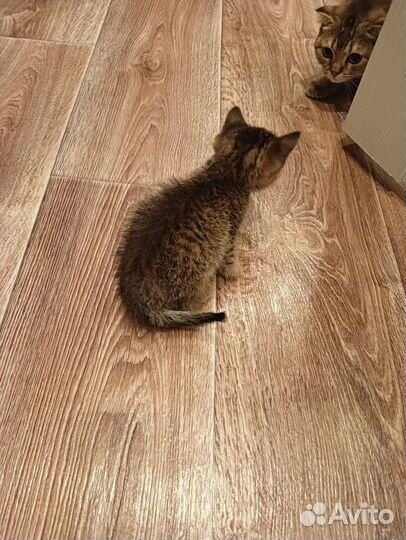 Бесплатно, в заботливые руки