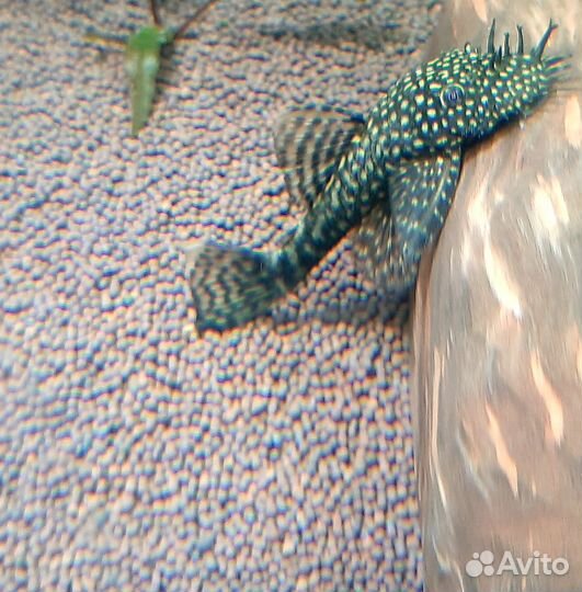 Сомики анцитрусы