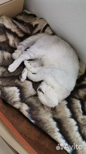 Отдам кота в добрые руки