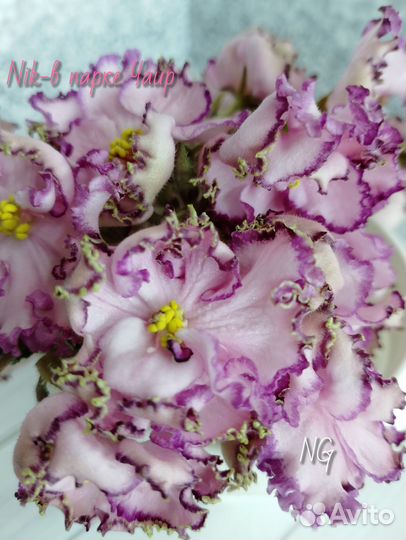 Сортовые фиалки