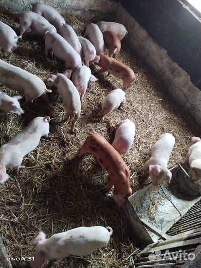 Поросенок ландрас