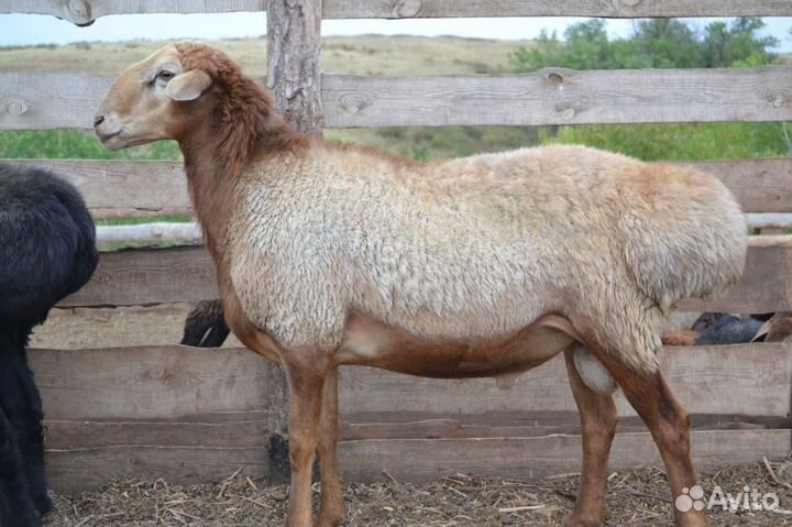 Баран эдельбаевский