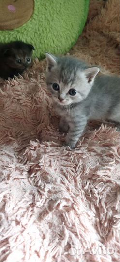 Кошка в дар