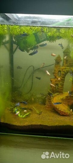 Аквариумные рыбки петушки