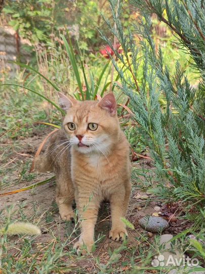 Шотландский котик