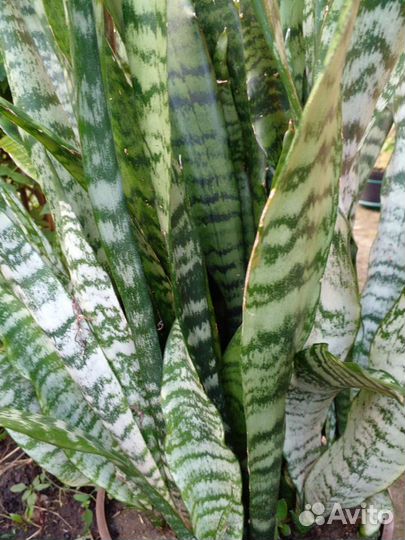 Сансинвьерия