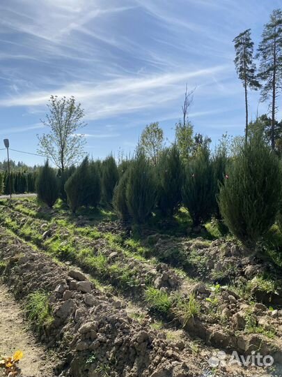 Можжевельник Блю Эроу из питомника 1,95 метра