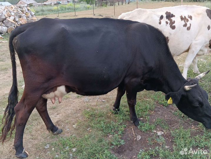 Продажа дойных коров