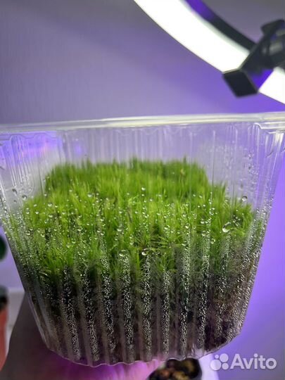 Мох лесной живой